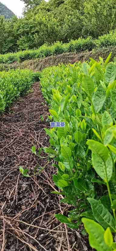 普洱茶苗需要什么土壤才能种-普洱茶苗需要什么土壤才能种植