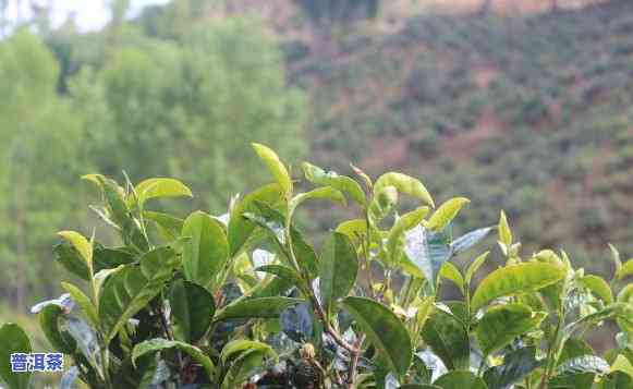 普洱茶苗需要什么土壤才能种-普洱茶苗需要什么土壤才能种植