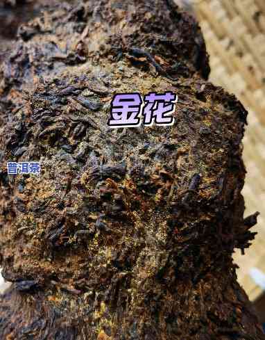 普洱茶金花吗为什么，探秘普洱茶的金花现象：它真的出来吗？为什么？