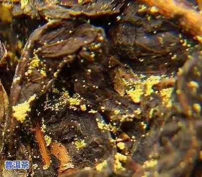 普洱茶金花吗为什么，探秘普洱茶的金花现象：它真的出来吗？为什么？