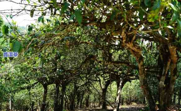 勐宋普洱茶：茶区产地与口感特点解析