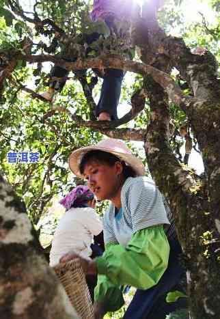 普洱茶熟练工一天可以采多少-普洱茶工人一天能采多少鲜叶