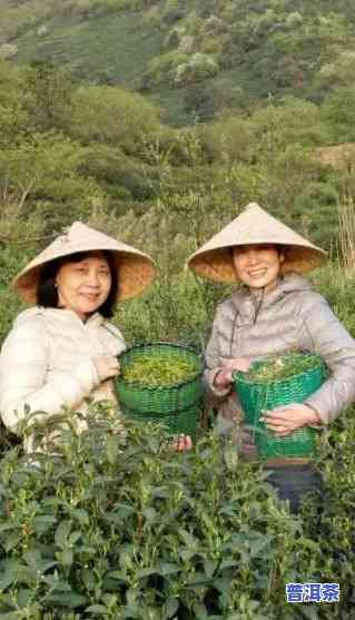 普洱茶熟练工一天可以采多少-普洱茶工人一天能采多少鲜叶