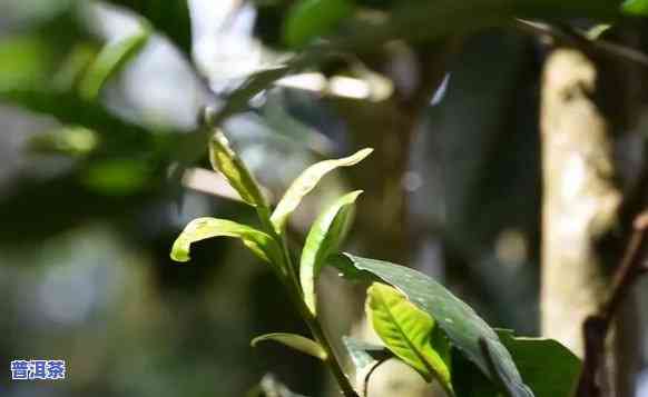 普洱茶乔木，探索普洱茶的魅力：熟悉乔木种植的奥秘