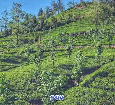 四川种植普洱茶吗，四川是不是有适合种植普洱茶的气候条件？