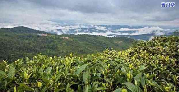 四川种植普洱茶吗，四川是不是有适合种植普洱茶的气候条件？