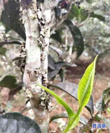 普洱茶怎样种植才能快速发芽？