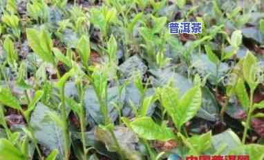 普洱茶怎么种植方法，详解普洱茶的种植方法与技巧