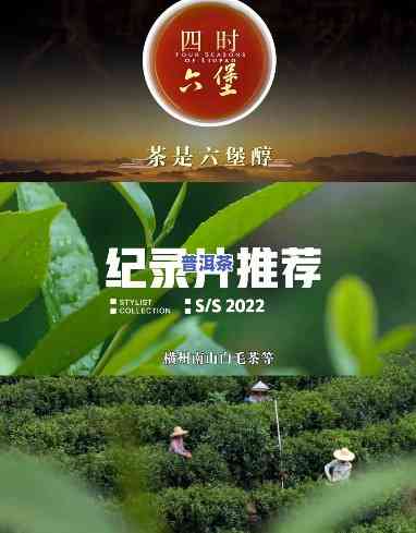 探索六盘水普洱茶：宣传片揭示特别风味与故事