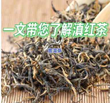 滇红茶上市时间：完整时间表与具体日期解析