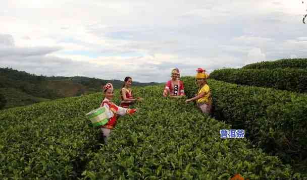 云南省沧源佤族自治县产普洱茶-云南沧源更好的茶厂