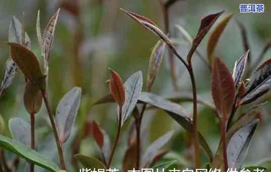 普洱茶紫娟的特点和口感是什么-普洱茶紫娟的特点和口感是什么样的