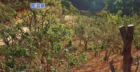 普洱茶种植高清图片欣赏大全及视频