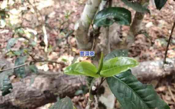 普洱茶一年生几次芽正常，普洱茶生长习性解析：一年内能长出几次新芽是正常的？