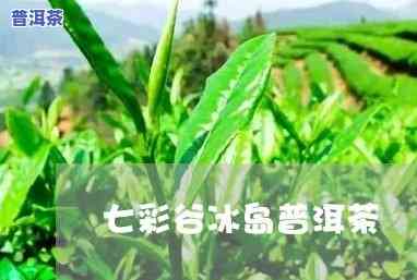 七彩谷大雪山普洱茶-七彩谷普洱茶价格