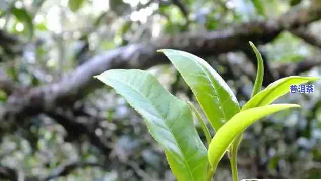 勐腊普洱茶：头春茶与二春茶的时间差及区别是什么？