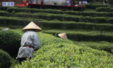 勐腊普洱茶头春茶与二春茶时间一样吗，勐腊普洱茶：头春茶和二春茶的采摘时间是不是相同？