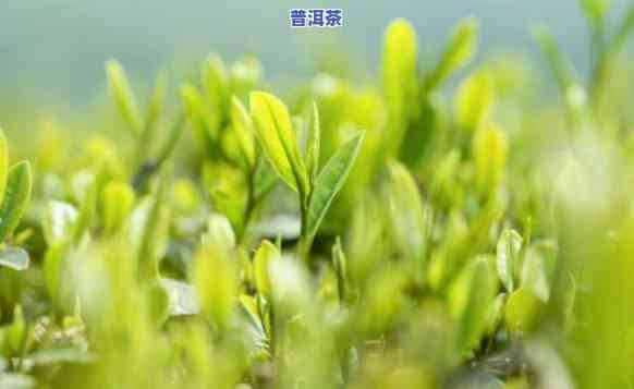 勐腊普洱茶头春茶与二春茶时间-勐腊普洱茶头春茶与二春茶时间差多少