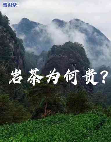 岩茶：为何价格如此高昂？探究其起因