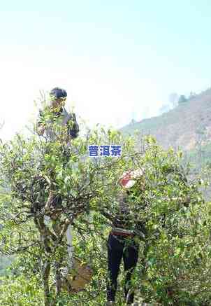 冰岛母树普洱茶：生茶or熟茶？探讨口感与健康效益