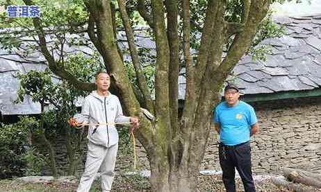 普洱茶比喻，品鉴普洱茶：一杯特别的比喻之香