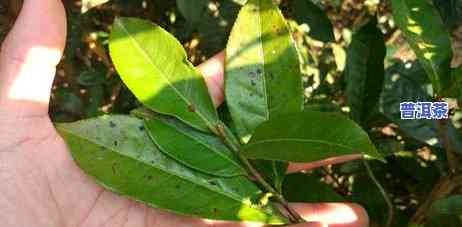 云南普洱茶种植面积，探究云南普洱茶种植面积的发展与作用