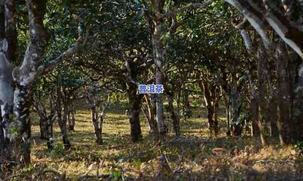 普洱茶种植的地方，探寻普洱茶的故乡：揭秘其种植之地的特别风貌与文化