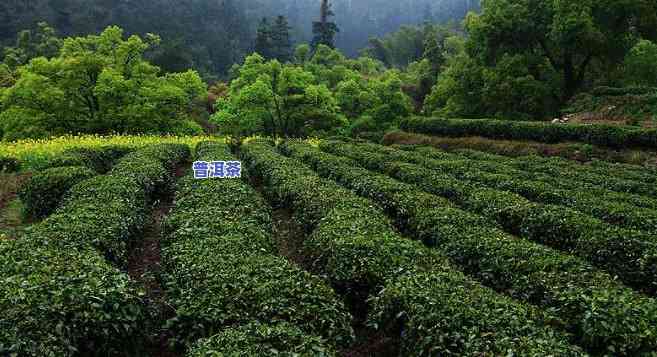 宜春普洱茶总部加盟-宜春普洱茶总部加盟电话