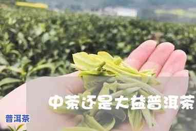 大益中茶普洱茶比较-大益普洱茶和中茶比较