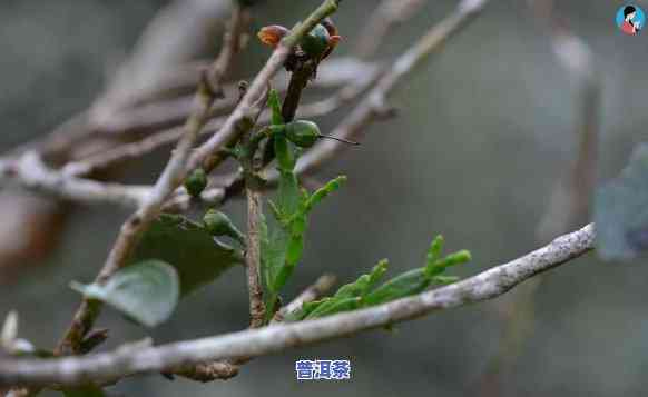 云南茶树寄生螃蟹脚：用途与功效探究