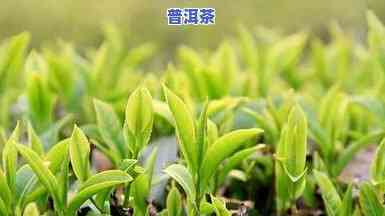 陈皮普洱茶喝几盒能瘦，陈皮普洱茶：几盒才能看到瘦身效果？