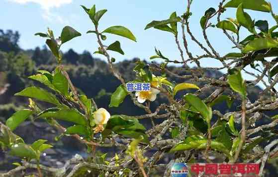 普洱茶的花几月份开-普洱茶的花几月份开花