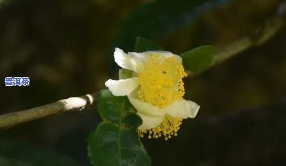 普洱茶的花几月份开-普洱茶的花几月份开花