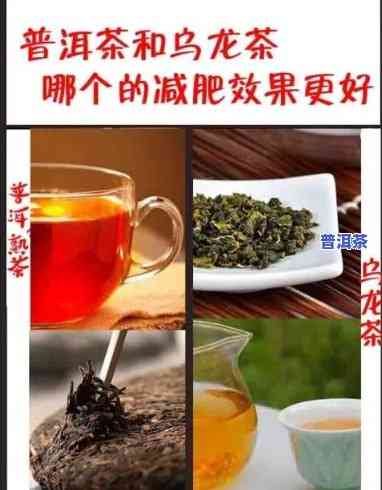 减肥喝普洱茶还是乌龙茶效果好？专家解析