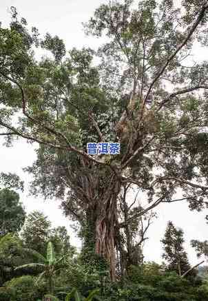 减肥喝普洱茶还是乌龙茶效果好-减肥喝普洱茶还是乌龙茶效果好呢