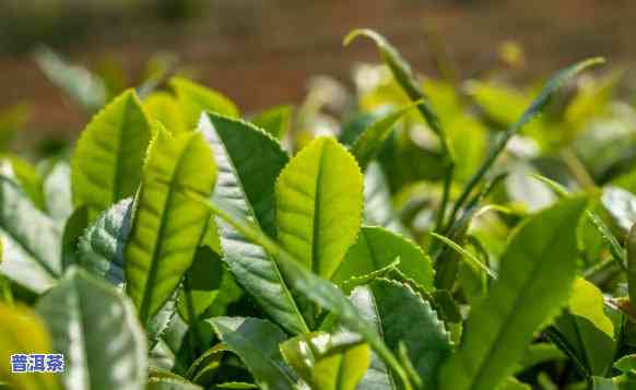 普洱茶叶种植，深入探索：普洱茶叶的种植与制作工艺