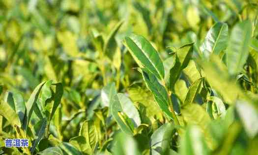 今后种植普洱茶前景-今后种植普洱茶前景怎样