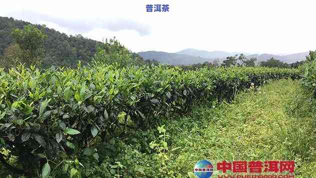 今后种植普洱茶前景-今后种植普洱茶前景怎样